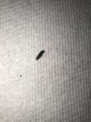 Insecta