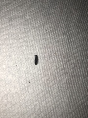 Insecta