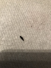 Insecta