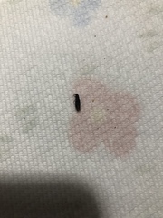 Insecta