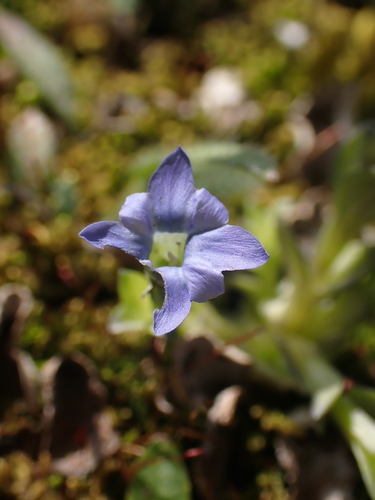 Image of Pygmy Gentian (Gentiana prostrata) by no rights reserved