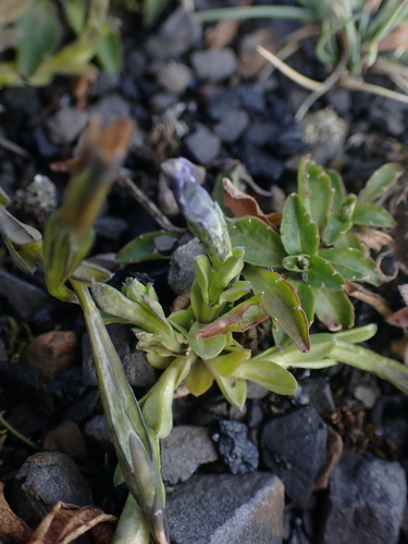 Image of Gentiana prostrata by no rights reserved