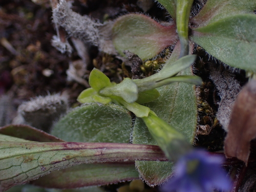 Image of Gentiana prostrata by no rights reserved