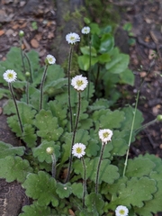 NZ celery (Lagenophora pinnatifida)