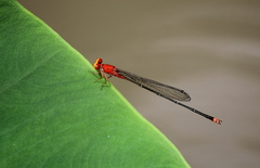 Pseudagrion pilidorsum declaratum