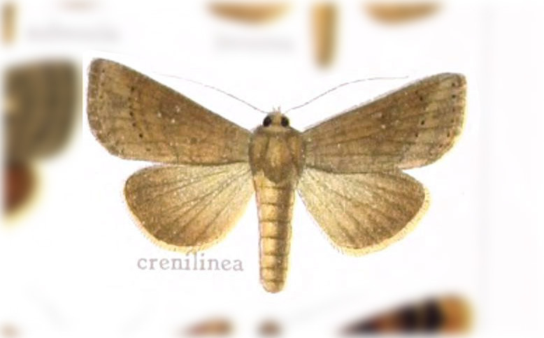 Chabuata crenilinea