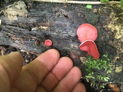 Phillipsia subpurpurea