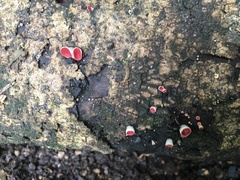 Phillipsia subpurpurea