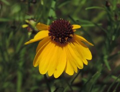 Helenium amarum badium