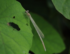 Pseudagrion pilidorsum declaratum