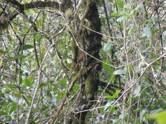 Cranioleuca pyrrhophia