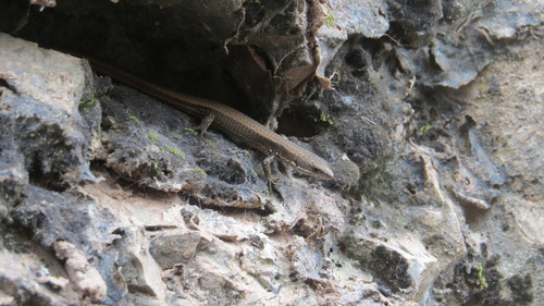 Cercosaura parkeri