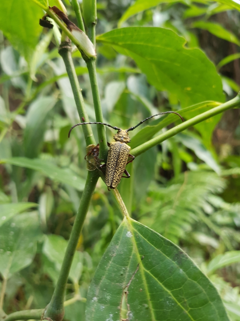 Spiloprionus