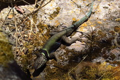 Sceloporus bulleri