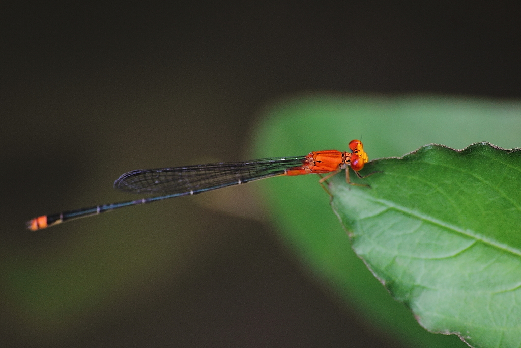 Pseudagrion declaratum