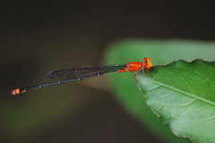 Pseudagrion pilidorsum declaratum