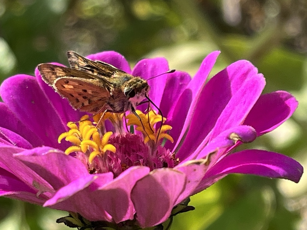 fiery-skipper-from-deer-run-rd-bellville-tx-us-on-november-5-2023