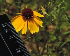 Helenium amarum badium