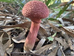 Boletellus deceptivus