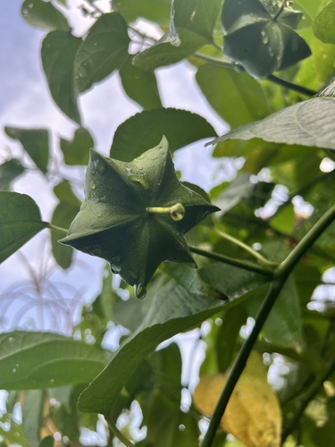 Plukenetia volubilis, photograph 4