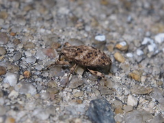 Mechistocerus