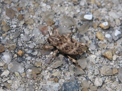 Mechistocerus