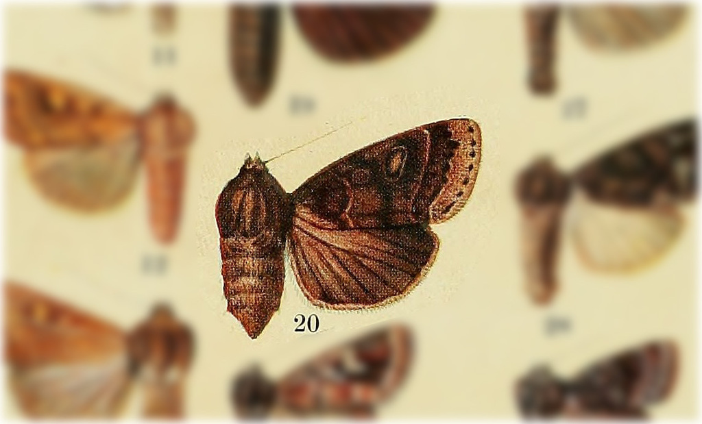 Chabuata rectilinea