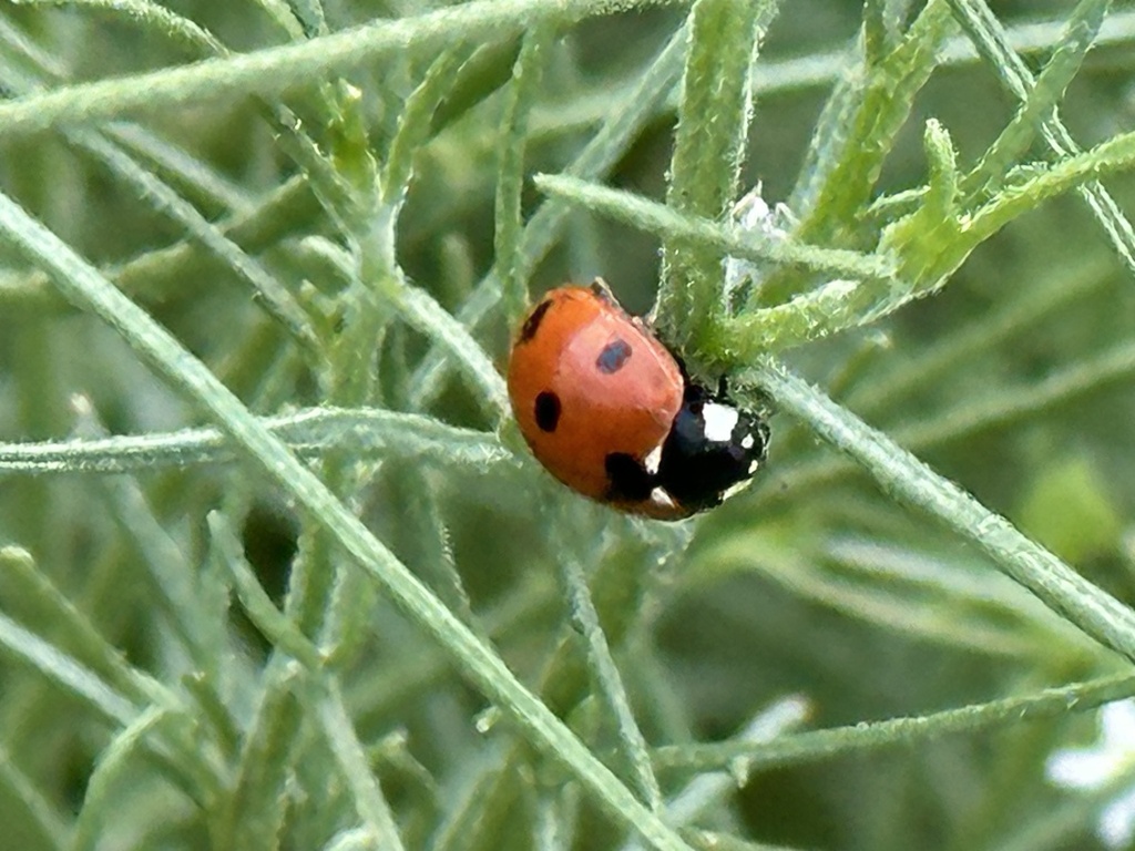 Seven-spotted Lady Beetle from Santa Rosa and San Jacinto Mountains ...