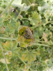 Vanessa cardui