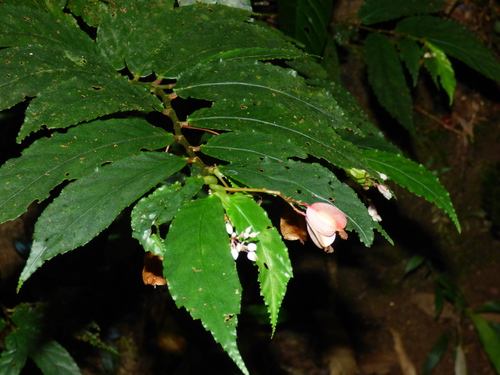 Begonia bidentata · iNaturalist