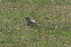 Spermophilus citellus