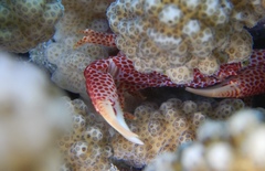 Trapezia rufopunctata