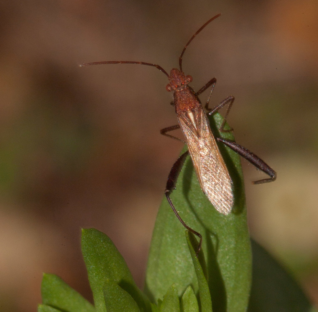 Melanacanthus