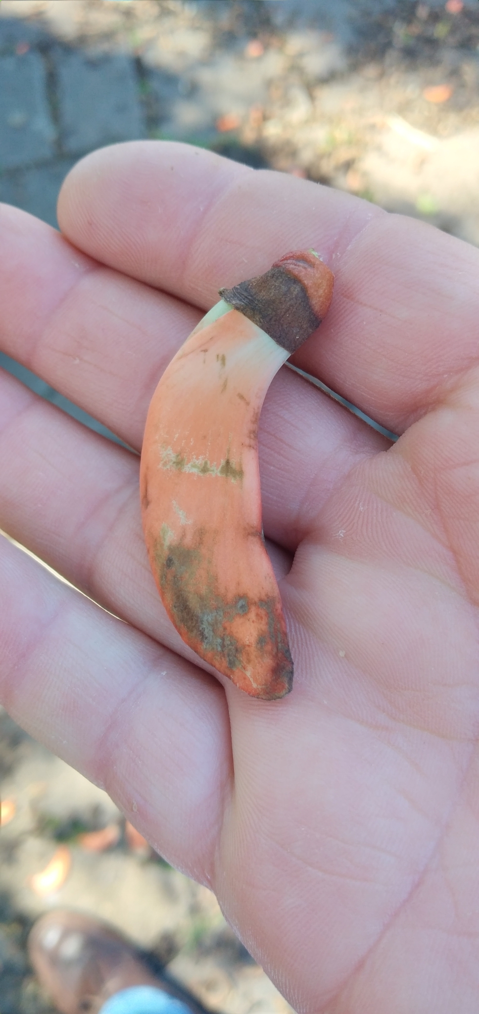 Erythrina falcata