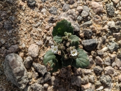 Phacelia neglecta