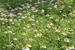 Dichaetophora campestris