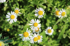 Dichaetophora campestris