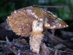 Cortinarius perfoetens