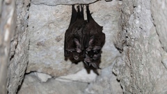 Chrotopterus auritus