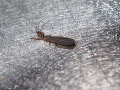 Oligotoma humbertiana