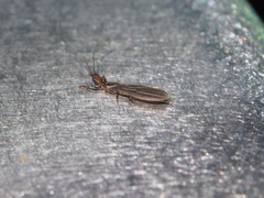 Oligotoma humbertiana