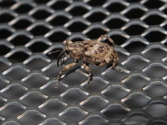 Mechistocerus