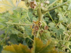 Rhopalidae
