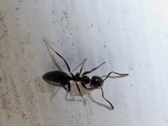 Technomyrmex jocosus