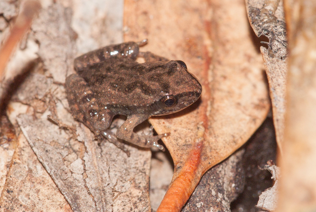 Flinders Range Froglet