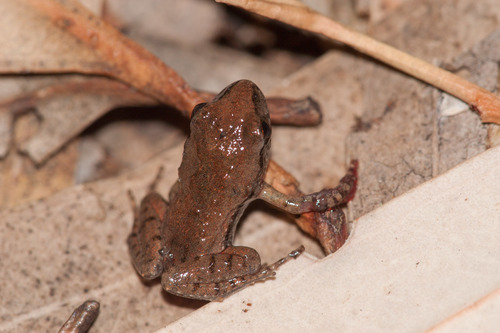Flinders Range Froglet, Crinia riparia