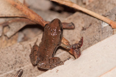 Flinders Range Froglet photo 3