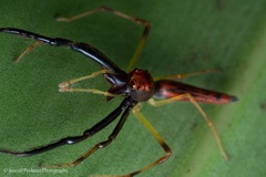 Viciria pavesii