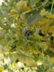 Vanessa cardui