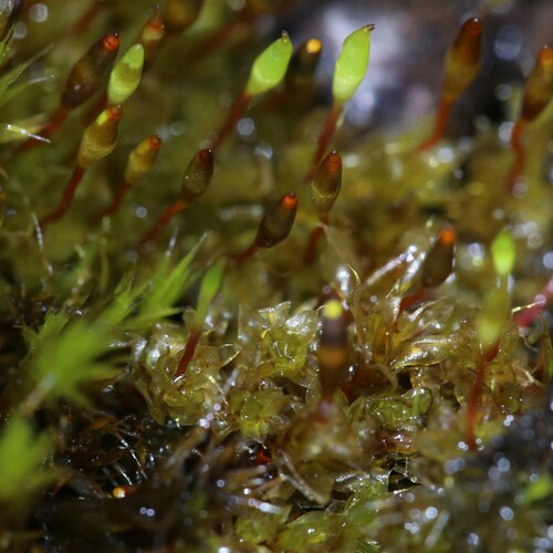 Image of Tayloria octoblepharum by (c) Hugo Innes, some rights reserved (CC BY)